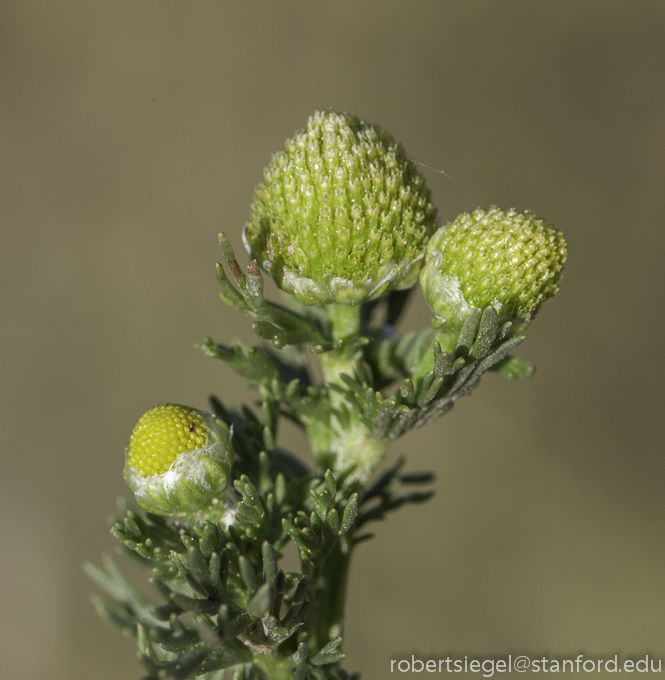 pineappleweed